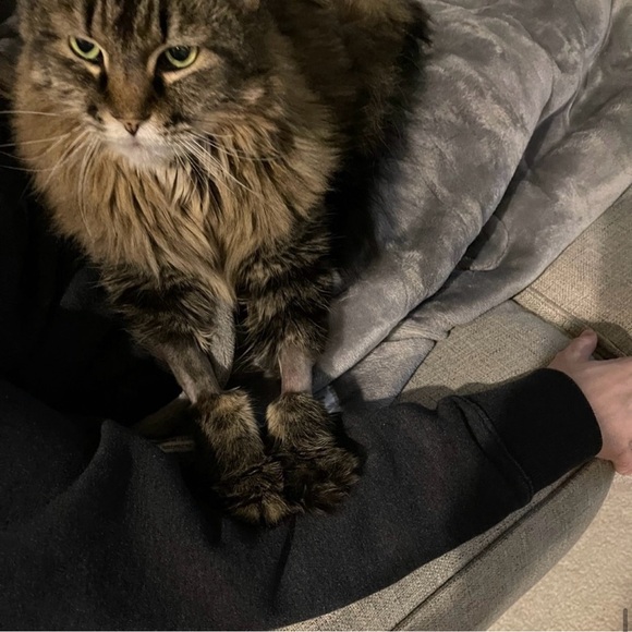 ‘Grace’ Dress in Silver & Tan by Dress the Population - Picture 13 of 15